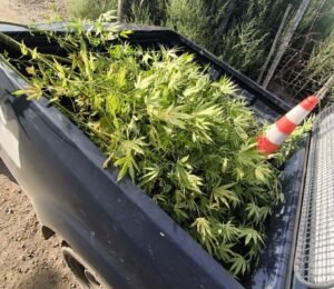 marihuana