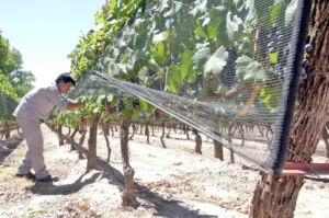 productores-del-valle-uco-aseguran-que-los-instrumentos-que-hay-disposicion-protegerse-las-inclemencias-climaticas-foto-prensa-gobierno-mendoza
