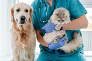 seguro-veterinario-perros-gatos-rarxkcj2m5aqdg6m5lciv8ijavnwplrdhmf08n2kg8