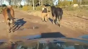 vacas
