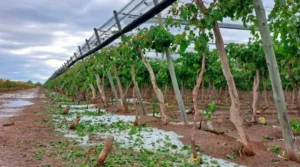 GRANIZO-EN-VINAS-DE-MENDOZA-1