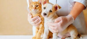 esterilizaciones-castraciones