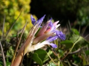 botanic-serrat-clavel-aire-flor