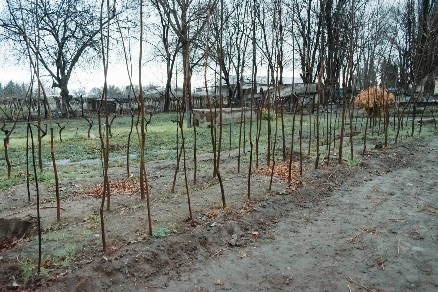 Mes-del-Arbol-Tgto-7-1536x1024