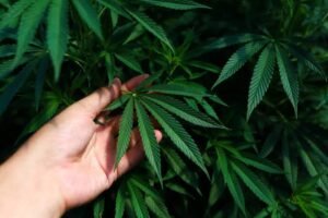 Cannabis medicinal y cáñamo industrial, las nuevas actividades productivas que impulsa Mendoza