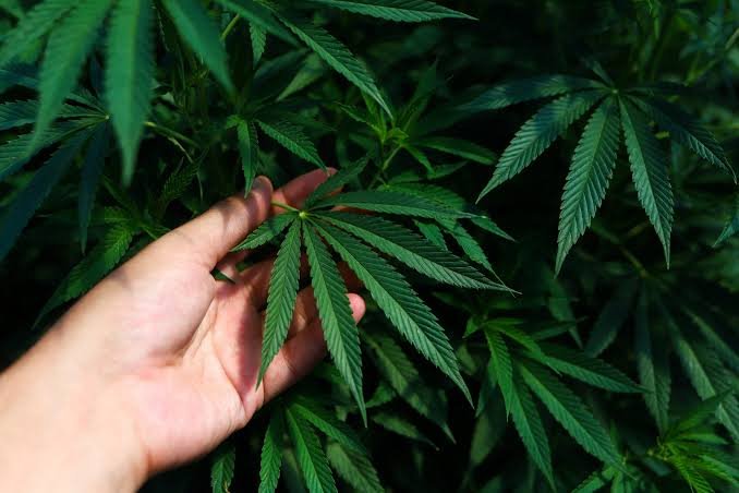 Cannabis medicinal y cáñamo industrial, las nuevas actividades productivas que impulsa Mendoza