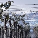 Las heladas golpean al Valle de Uco y crece la preocupación por las pérdidas en los cultivos