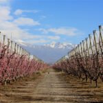 La humedad y las lluvias ponen en alerta a los productores de frutales y viñedos