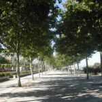 Mendoza actualizó las multas por daños al arbolado público: pueden llegar a $9 millones