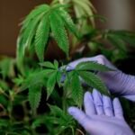 Mendoza lanzó la primera Tecnicatura Superior en Producción de Cannabis y Cáñamo del país