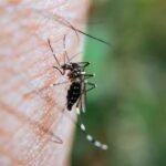 Dengue: Mendoza refuerza la prevención y prepara nuevas acciones de vigilancia para la temporada de verano